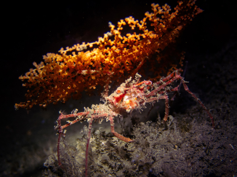 首次在潮境發現未曾被記錄到的深海蟹。攝影：Jason