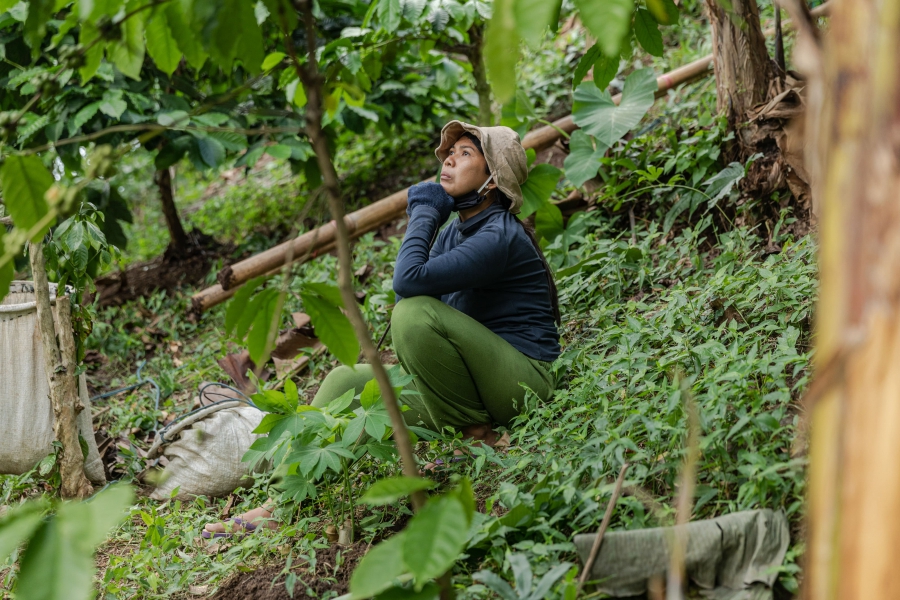 37歲的按摩治療師Ni Nyoman Ayu Sutaryani，在5月疫情大流行之間被解僱。她回到老家山區塔巴南攝政區蒙德（Mundeh）和父母同居，並幫他們收穫丁香和水果。（印尼，峇里島，2020年6月）。攝影：Nyimas Laula