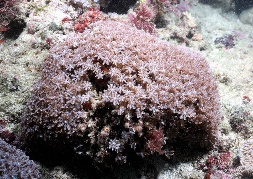 墾丁羽珊瑚