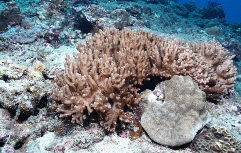 南灣葇荑軟珊瑚