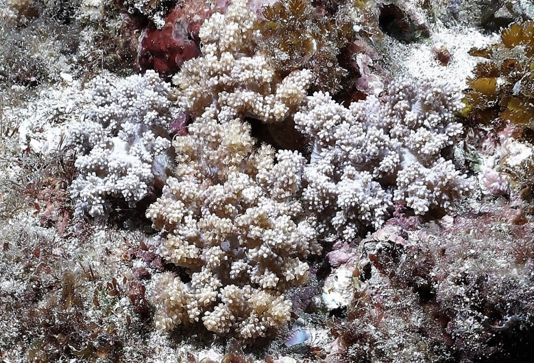 砂島錦花軟珊瑚