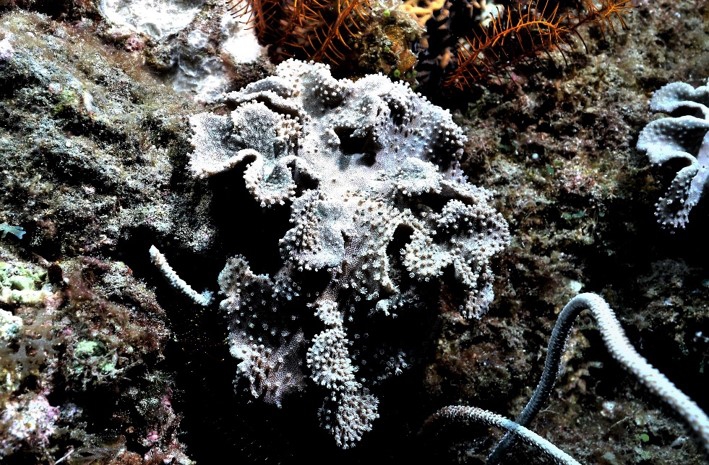 墾丁肉質軟珊瑚