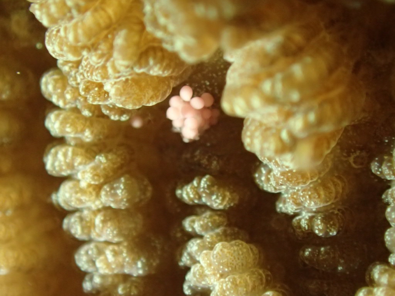 正在釋出精卵束的片腦紋珊瑚。攝影：郭兆揚