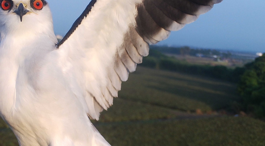 「看我翅膀多美！」，攝影：屏科大鳥類生態研究室