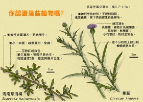 你認識這些植物嗎？