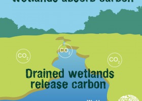 濕地是碳儲存庫，抽乾濕地，就等於排碳。