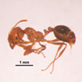 紅入侵火蟻（Solenopsis invicta） 的工蟻階級。