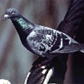 岩鴿，圖片節錄自「中國山西之窗」網站