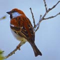 山麻雀 Russet Sparrow (Passer rutilans)
