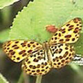 豹紋蝶找到落在葉片上的果實，享用牠的果汁大餐（2002年4月，攝於大溪湖畔）