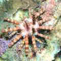 冠棘真頭帕Eucidaris metularia (Lamarck,1816)是一種小型的頭帕科海膽。