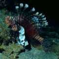 魔鬼簑"魚由"平時均停棲海底或離底不遠的水層中，游動緩慢。