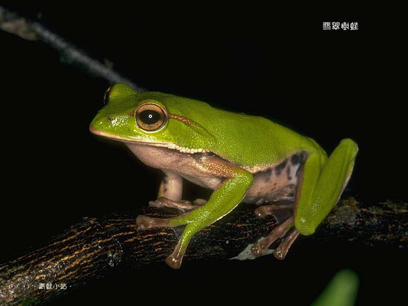 翡翠樹蛙rhacophorus Prasinatus