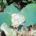 圖1.東方鈣扇藻（Udotea orientalis ）