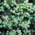 圖2.大型總狀蕨藻（Caulerpa racemosa var. clavifera f. macrophysa）