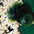 圖2. 毬藻