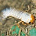 金龜子為完全變態類昆蟲，有卵、幼蟲、蛹及成蟲四個發育時期，此圖為幼蟲。