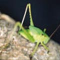 圖2.螽虫斯是一不完全變態類昆蟲，若蟲(a)與成蟲(b)的外形差異僅在翅膀的發育。此圖為若蟲。