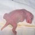 圖2.剛出生的小熊貓身體呈肉紅色