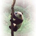 圖6.熊貓在180日齡以後便會爬樹