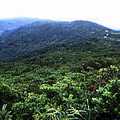 【東北季風林】圖中森林因受強勁風力的影響，形成植株矮化、結構較緊密的特殊森林景觀。