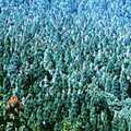 [溪頭的柳杉人工林]原為暖溫帶的闊葉森林，有很豐富的殼斗科果實等食物提供小動物覓食，食物鏈一經破壞，囓齒科動物即開始啃食柳杉頂芽，形成紅頭杉景象，造成極嚴重的經濟損失。