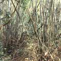 冬乾顯著區域，竹叢基部密生鞭條狀的長刺枝條。