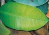 圖1.蘭嶼胡桐的葉子是全緣的長橢圓形