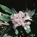 台灣杜鵑 Rhododendron-formosanum
