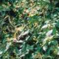 圖2.雙花蟛蜞菊也是一種多年生懸垂狀的草本植物。