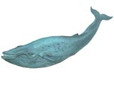 藍鯨╱郭慧禪　繪