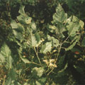 夏天時，在磺嘴山常見的尖葉槭及其翅果